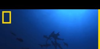 Observation d’attitudes communautaires chez des requins sauvages Observation-dattitudes-communautaires-chez-des-requins-sauvages