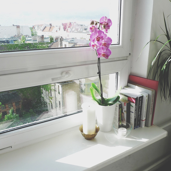 Orchidee-fanee-voici-comment-tailler-votre-plante-preferee-pour-la-faire-refleurir-a-coup-sur-
