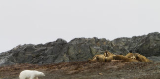 Oui, les ours polaires lancent bien des rochers pour chasser les morses Oui-les-ours-polaires-lancent-bien-des-rochers-pour-chasser-les-morses