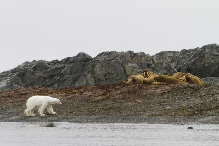 Oui-les-ours-polaires-lancent-bien-des-rochers-pour-chasser-les-morses