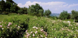 Parfums français, un esprit de terroir Parfums-francais-un-esprit-de-terroir