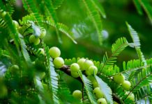 Perdre du poids : voici le jus d’amla, la boisson minceur insoupçonnée Perdre-du-poids-voici-le-jus-damla-la-boisson-minceur-insoupconnee