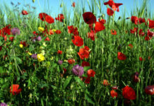 Performance ou robustesse ? Et si les plantes nous montraient la voie… Performance-ou-robustesse-Et-si-les-plantes-nous-montraient-la-voie