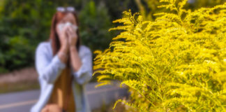 Attention aux pollens d’ambroisie à la rentrée Pollens-dambroisie-ils-seront-eux-aussi-de-rentree