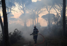 Pourquoi la répétition des incendies de forêt menace la biodiversité Pourquoi-la-repetition-des-incendies-de-foret-menace-la-biodiversite