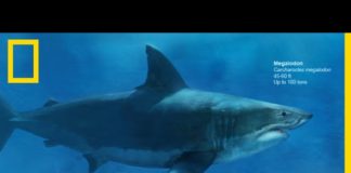 Le mégalodon, pourquoi a-t-il disparu ? Pourquoi-le-megalodon-a-t-il-disparu-