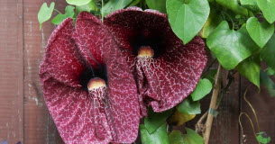 Plantes grimpantes : lesquelles planter cet automne ? Quelles-plantes-grimpantes-rapides-planter-cet-automne-