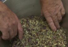 Des plantes contre l’anxiété Sante-Des-plantes-contre-lanxiete