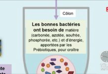 Le régime microbiote Sante-Le-regime-microbiote
