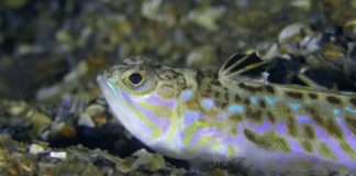 Les gestes à adopter en cas de piqures et de morsures Sante-Piqures-et-morsures-les-gestes-a-adopter