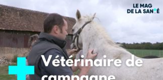 Soigner les chevaux : un métier, une vocation Soigner-les-chevaux-un-metier-une-vocation-