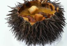 Les oursins ont du piquant ! Terroir-Les-oursins-ont-du-piquant-