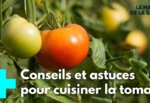 Tomates : le plein de recettes Tomate-a-toutes-les-sauces-