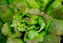 Tout ce qu'il faut savoir pour conserver la salade fraîche et croquante Tout-ce-qu039il-faut-savoir-pour-conserver-la-salade-fraiche-et-croquante