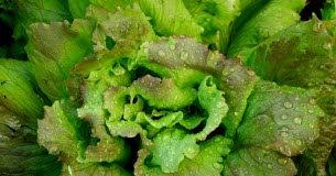 Tout ce qu'il faut savoir pour conserver la salade fraîche et croquante Tout-ce-qu039il-faut-savoir-pour-conserver-la-salade-fraiche-et-croquante