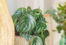 15 plantes d’intérieur qui ne nécessitent pas de lumière 15-jolies-plantes-dinterieur-qui-nont-pas-besoin-de-lumiere-pour-sepanouir