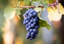 A la découverte du Pinot Noir avec Alexandre Mangano Balade-gourmande-en-Alsace-avec-le-pinot-noir