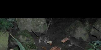 Paris et les rats CFJ-Reportage-Paris-et-les-rats