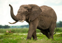 Comment l’éléphant maîtrise les mouvements de sa trompe Comment-lelephant-maitrise-les-mouvements-de-sa-trompe