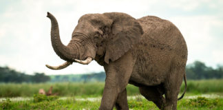 Comment l’éléphant maîtrise les mouvements de sa trompe Comment-lelephant-maitrise-les-mouvements-de-sa-trompe