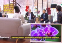 Orchidée : comment en prendre soin pour qu’elle vive longtemps ? Comment-prendre-soin-dune-orchidee-pour-quelle-vive-longtemps-La-Quotidienne