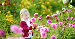 Dahlias : comment les protéger cet automne ? Comment-proteger-vos-dahlias-cet-automne