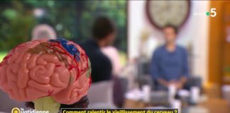 Comment ralentir le vieillissement du cerveau ? Comment-ralentir-le-vieillissement-du-cerveau-La-Quotidienne