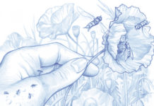 Insectes : comment volent-ils ? Comment-volent-les-insectes