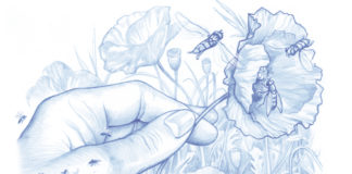 Insectes : comment volent-ils ? Comment-volent-les-insectes