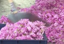 Des fleurs au flacon : les coulisses de fabrication d’un parfum Des-fleurs-au-flacon-les-coulisses-de-fabrication-dun-parfum-La-Quotidienne