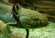 10 animaux étonnants qui intriguent la communauté scientifique Dix-animaux-etranges-qui-intriguent-les-scientifiques