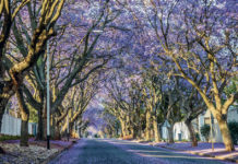 Le changement climatique perturbe les jacarandas en Afrique du Sud En-Afrique-du-Sud-le-dereglement-climatique-perturbe-les-jacarandas