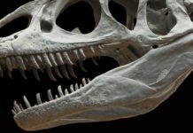 Le T-Rex n’était pas au sommet de la chaîne alimentaire a son époque Il-y-avait-pire-que-le-T-Rex-au-sommet-de-la-chaine-alimentaire