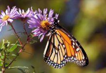 Des papillons cannibales : la kleptopharmacophagie Kleptopharmacophagie-des-papillons-cannibales