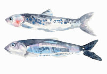 Au Cilento, on pêche et on cuisine les anchois selon une technique ancestrale Lart-ancestral-de-pecher-et-de-manger-les-anchois-de-menaica