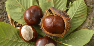 Bienfaits et usages du marron d’Inde Le-marron-dInde-quels-bienfaits-quels-usages-
