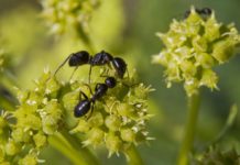 Fourmi : le secret de leur dent acérée Le-secret-de-la-dent-aceree-de-la-fourmi