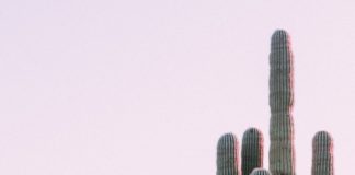 La boisson anti-stress et anti-gueule de bois : l’eau de cactus Leau-de-cactus-voici-la-nouvelle-boisson-anti-stress-et-anti-gueule-de-bois-