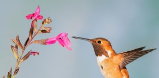 Les colibris utilisent leur odorat pour sentir le danger Les-colibris-reniflent-le-danger