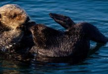 les héroïnes du changement climatique : les loutres de mer Les-loutres-de-mer-heroines-du-changement-climatique