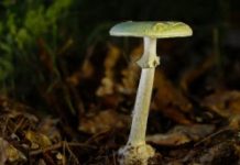 Ce champignon qui a tué plusieurs personnages illustres Mais-quel-est-ce-champignon-qui-a-tue-plusieurs-empereurs-