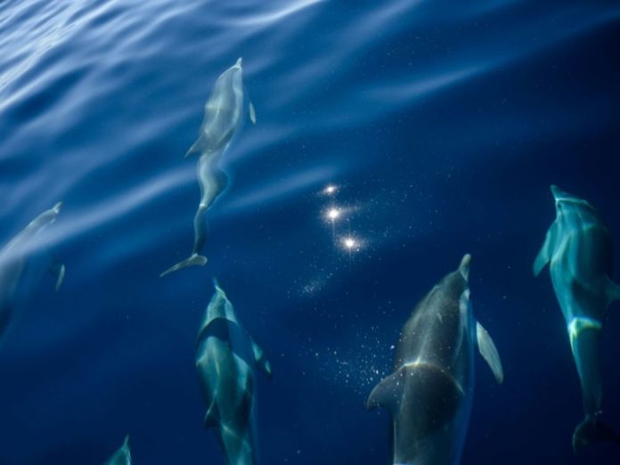 Menace-le-grand-dauphin-sous-etroite-surveillance-en-Mediterranee