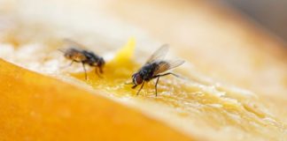 Les mouches se frottent les pattes et cela peut être très dangereux Pourquoi-les-mouches-se-frottent-elles-les-pattes-Et-pourquoi-cela-peut-etre-tres-dangereux-pour-nous-humains-