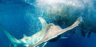 Les raies et les requins sont en voie d’extinction critique Requins-et-raies-en-danger-critique-dextinction