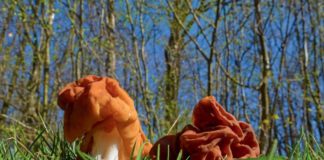 Maladie de Charcot : un champignon en cause dans certains cas Un-champignon-lie-a-des-cas-de-maladie-de-Charcot