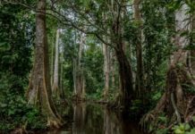 Un tiers des espèces d'arbres serait menacé Un-tiers-des-especes-d039arbres-menace-dans-le-monde-selon-une-etude