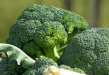 Pourquoi votre enfant n’aime pas le brocolis Alimentation -Vous-forcez-votre-enfant-a-manger-des-brocolis-Voici-pourquoi-il-n039aime-pas-ca