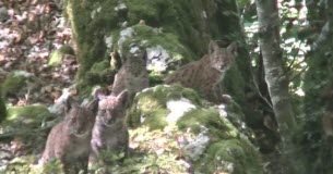 Combien de lynx y-a-t’il dans le massif du Jura ? Animaux -Combien-de-lynx-dans-le-massif-du-Jura-