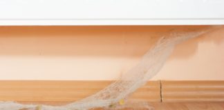 La raison pour laquelle il ne faut pas tuer les araignées dans la maison Araignees-dans-la-maison-voici-la-raison-pour-laquelle-il-ne-faut-pas-les-tuer