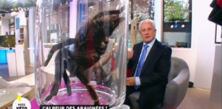 Vaincre la phobie des araignées Araignees-vaincre-sa-phobie